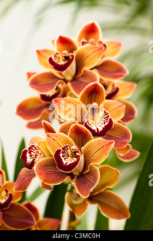 Cymbidium Highland Hill 'Cooksbridge Rajah' Stock Photo