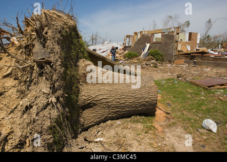 Large tree uprooted in Tuscaloosa Alabama after Tornado, May 2011 Stock Photo