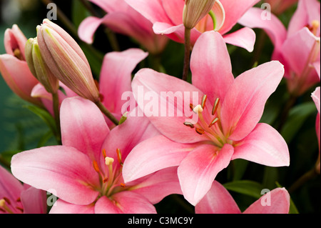 Lilium Longiflorum Asiatic ‘Brindisi’ Stock Photo
