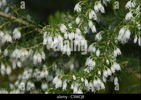 Erica arborea 'Alpina' Stock Photo