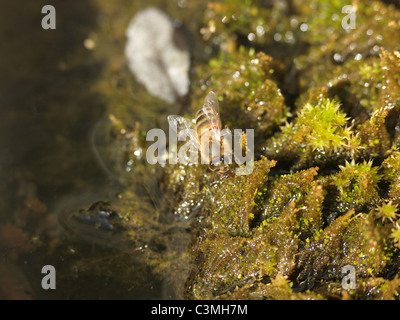 Honey Bee Drinking Water England Stock Photo