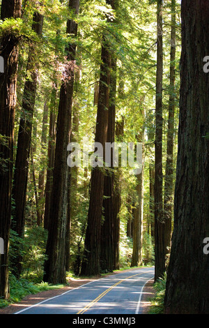 Avenue of the Giants, California Stock Photo