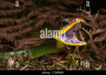 Linnaeus Sipo Snake (Chironius exoletus), threatening. Mindo Cloud Forest, Ecuador. Stock Photo