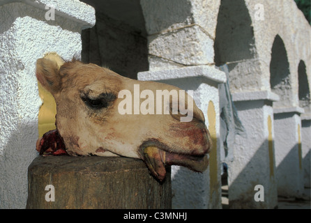 Algeria. Djanet. Head of camel in front of the butcher. Market. Stock Photo