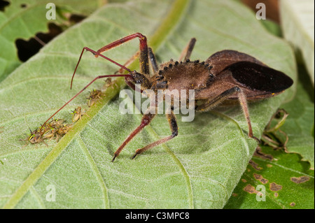 Coq-wheel Assasin Bug (Arilus carinatus) on a leaf with prey. Mindo Cloud Forest, western slope of Andes, Ecuador. Stock Photo
