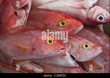 Golden snapper hi-res stock photography and images - Alamy