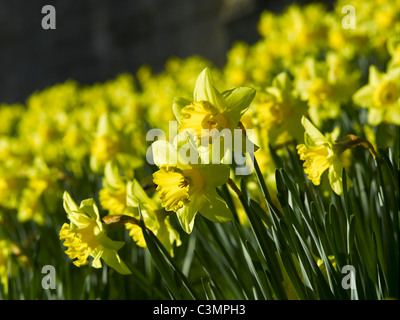 Close up of yellow daffodil daffodils flower flowers flowering in spring England UK United Kingdom GB Great Britain Stock Photo