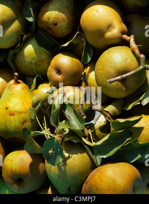 Pears Stock Photo