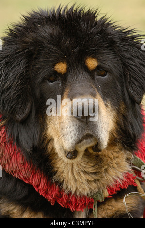 Tibetan Mastiff (Canis lupus familiaris) with collar Stock Photo