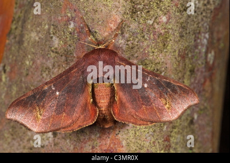 Geometer Moth (Geometridae) on bark. Mindo Cloud Forest, west slope of Andes, Ecuador. Stock Photo