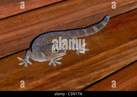 Indonesia, Bali island, Tejakula, Tokay Gecko (Gekko gecko). Male Stock Photo