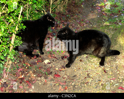Two Black Cats Having A Cat Fight In The Garden Stock Photo