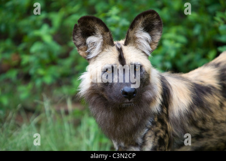 South Africa, Pretoria. One African Wild Dog, also Painted Hunting Dog, Lycaon pictus. Captivity.