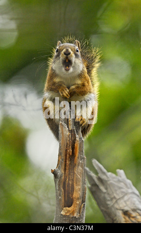 Screaming Red Squirrel Stock Photo