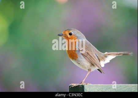 Robin on a garden trellis Stock Photo