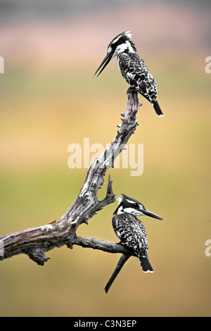 South Africa, near Rustenburg, Pilanesberg National Park. Mankwe Hide. Two Pied Kingfishers, Ceryle rudis, perched on branch. Stock Photo