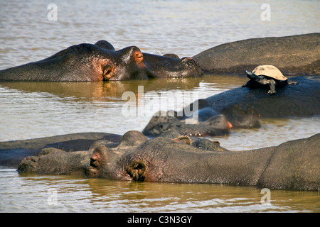 South Africa, near Rustenburg, Pilanesberg National Park. Hippos, Hippopotamus, Hippopotamus amphibius. Turtle on back.