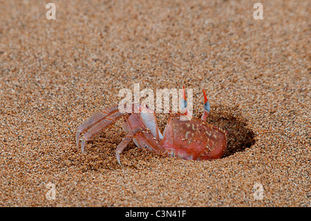 Ghost crab (Ocypode gaudichaudii) emerging from a hole on a beach Floreana Galapagos Ecuador South America Pacific Ocean Stock Photo