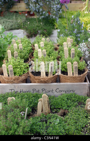 The Hairy Pot Plant Company, Eco friendly, sustainable and ethically produced cottage garden plants Stock Photo