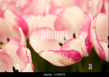 Tulipa ‘Shirley’, Triumph Tulips Stock Photo