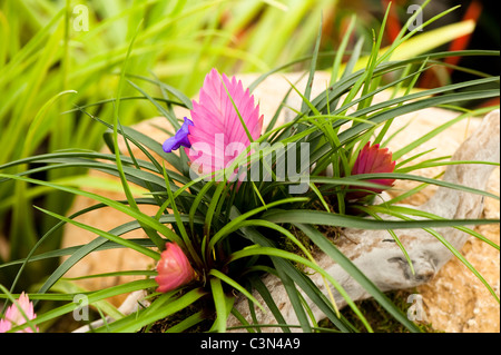 Tillandsia cyanea Stock Photo