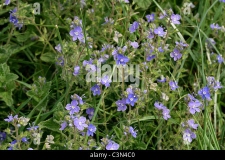 Germander Speedwell, Veronica chamaedrys, Plantaginaceae. Also known as Cats Eye. A British Wild Flower. Stock Photo