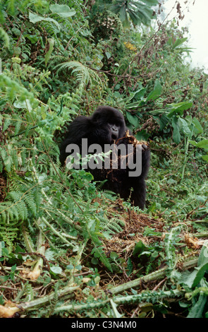 Mountain gorilla, animals, mammals, (Gorilla berengei berengei) in ...