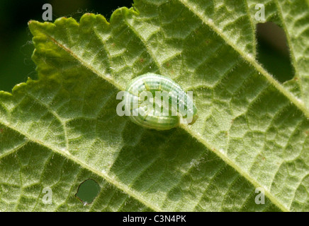 Winter Moth Caterpillar, Operophtera brumata, Geometridae. Feeding on a Hazel Leaf. Stock Photo