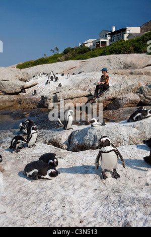 South Africa, Cape Peninsula, Simonstown, Boulders Beach. Woman looking at Jackass Penguins, also: African Penguins. Stock Photo