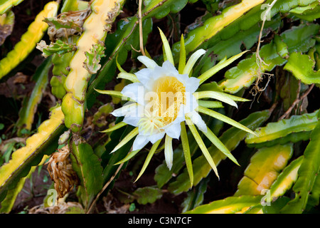 South Africa, Western Cape, Calitzdorp, Red Mountain Nature Reserve. Flowering succulent. Stock Photo