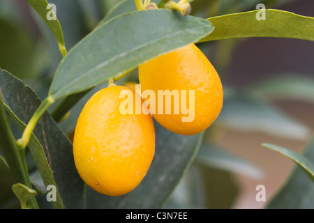 Citrus japonica Margarita Fortunella japonica, Orange tree Stock Photo