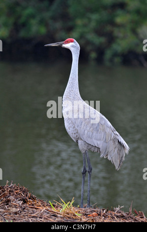 Sandhill Crane: Grus canadensis. Venice Rookery, Florida, USA Stock Photo