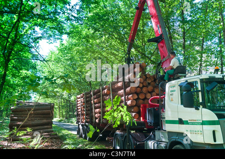 35 tonnes of Pine logs being loaded onto 22 tonne lorry in forest - France. Stock Photo