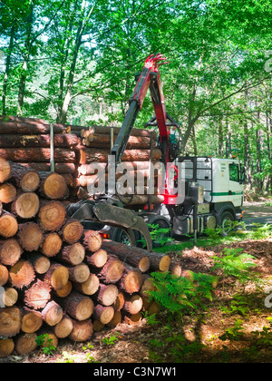 35 tonnes of Pine logs being loaded onto 22 tonne lorry in forest - France. Stock Photo