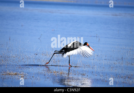 Zimbabwe. near Kariba. Lake Kariba. Saddle billed stork (ephippiorhynchus senegalensis). Dutch: zadelbekooievaar. Stock Photo