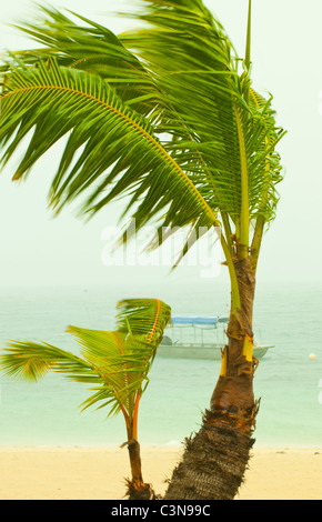 Wind blowing Palm trees in a tropical storm on the pacific ocean, Mamanuca Islands,  fiji Stock Photo