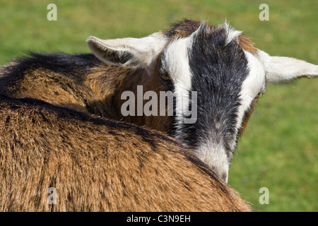 With a camera pointed at her this goat decided she needed a quick clean before smiling for the shot Stock Photo