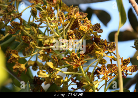 Grammatophyllum speciosum Stock Photo