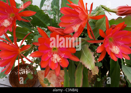 Epiphyllum 'Slightly Sassy' red cactus flowers in conservatory
