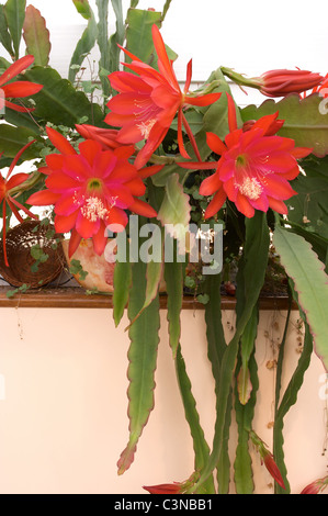 Epiphyllum 'Slightly Sassy' red cactus flowers in conservatory