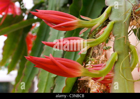 Epiphyllum 'Slightly Sassy' red cactus flowers,buds Epiphyllum 'Slightly Sassy' red cactus flowers,buds