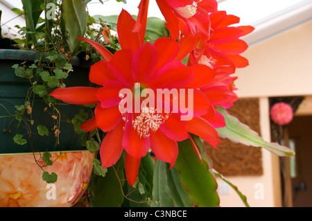 Epiphyllum 'Slightly Sassy' red cactus flowers,