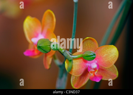 Phalaenopsis Brother Sara Gold Orchid Stock Photo