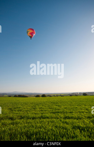 A multi coloured hot air balloon rising above a spring wheat field against a blue sky in the early morning sunlight. Stock Photo