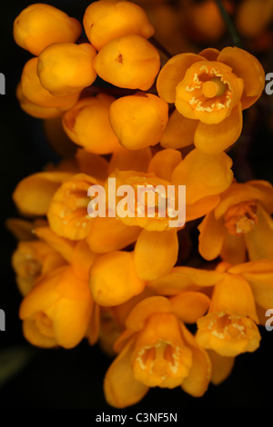 Orange flowers close-up - Berberis darwinii - Barberry - pepperidge bushes Stock Photo