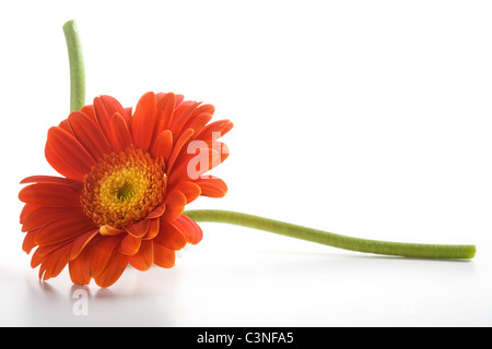 Gerbera daisy flower on white background Stock Photo