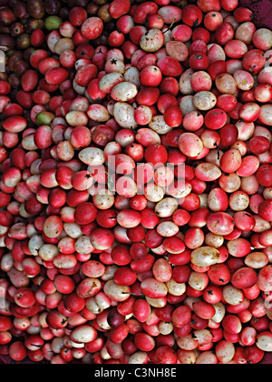 Fruits, Carissa Carandas Stock Photo