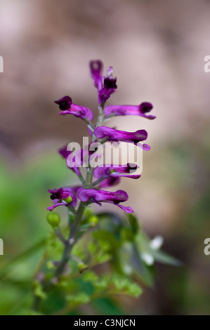 Common Fumitory Stock Photo