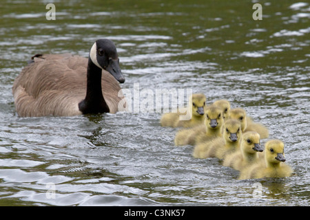 Mother Canada goose carefully watches brood of goslings as they swim across a pond in early New England springtime. Stock Photo