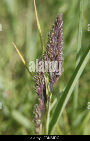 cocksfoot grass flower in field. Worksop, Notts, England Dactylis glomerata Stock Photo